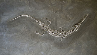 Steneosaurus bollensis