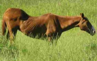 Hyperlordoottinen hevonen