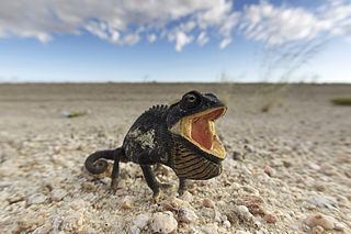 Kameleontti (Chamaeleo namaquensis) tekee uhkailueleitä. Namibin aavikko, Namibia.