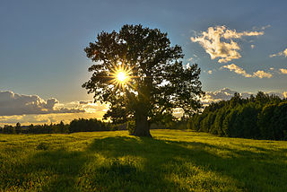 Tamme-Lauri, Viron vanhin puu