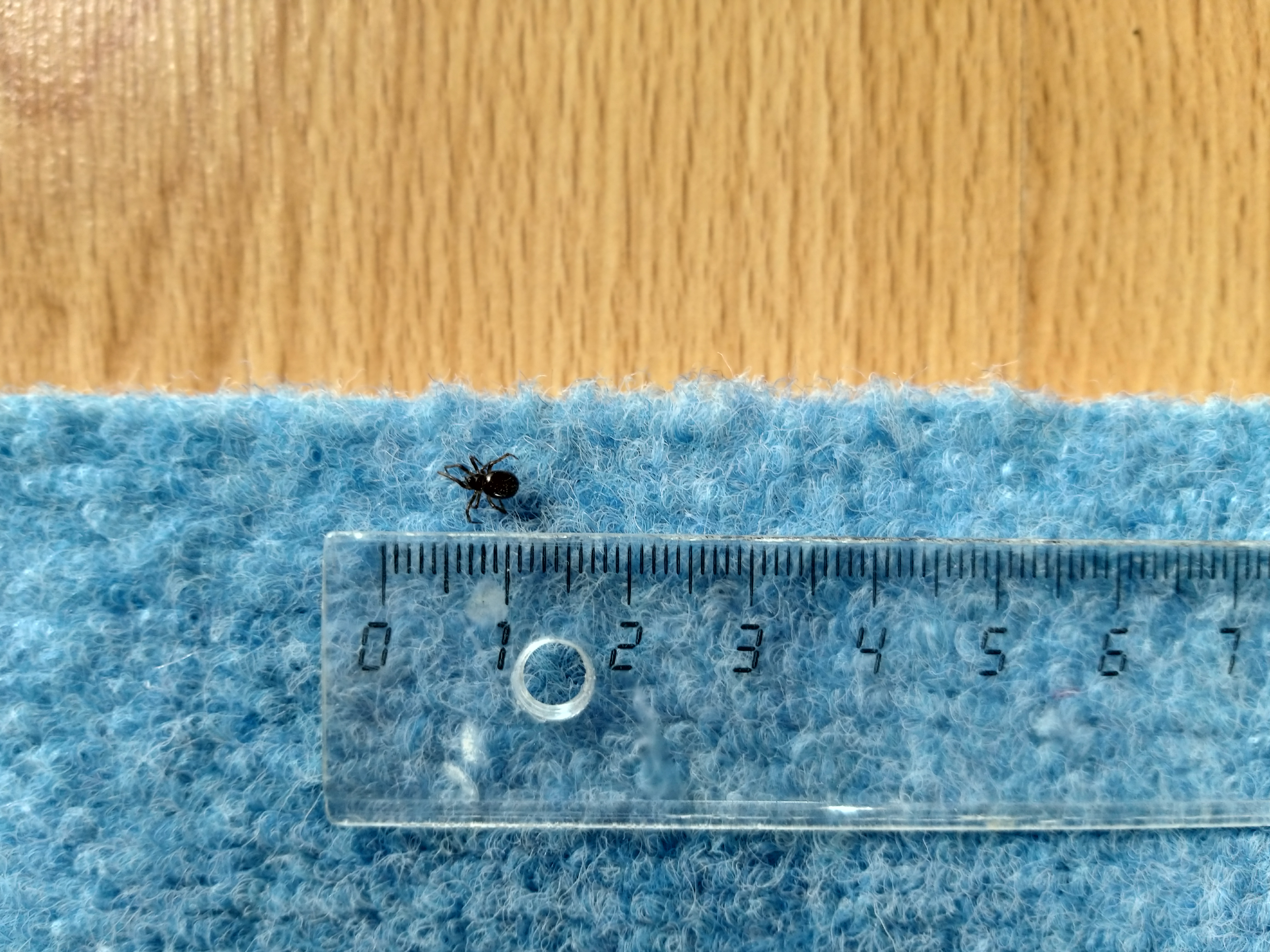 Pieni musta pallohämähäkki sinisellä patjalla, alla viivotin. Hämähäkin vartalo on noin 5 mm pitkä.