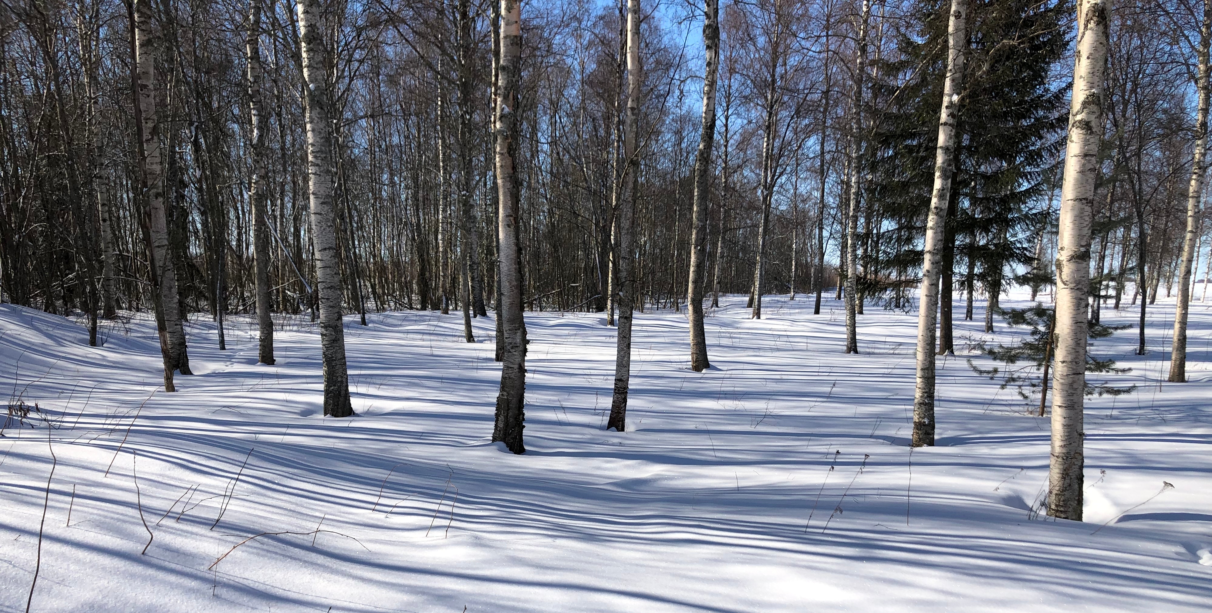 Koivuja ja pitkiä, ohuita varjoja kirkkaalla kevätlumella.