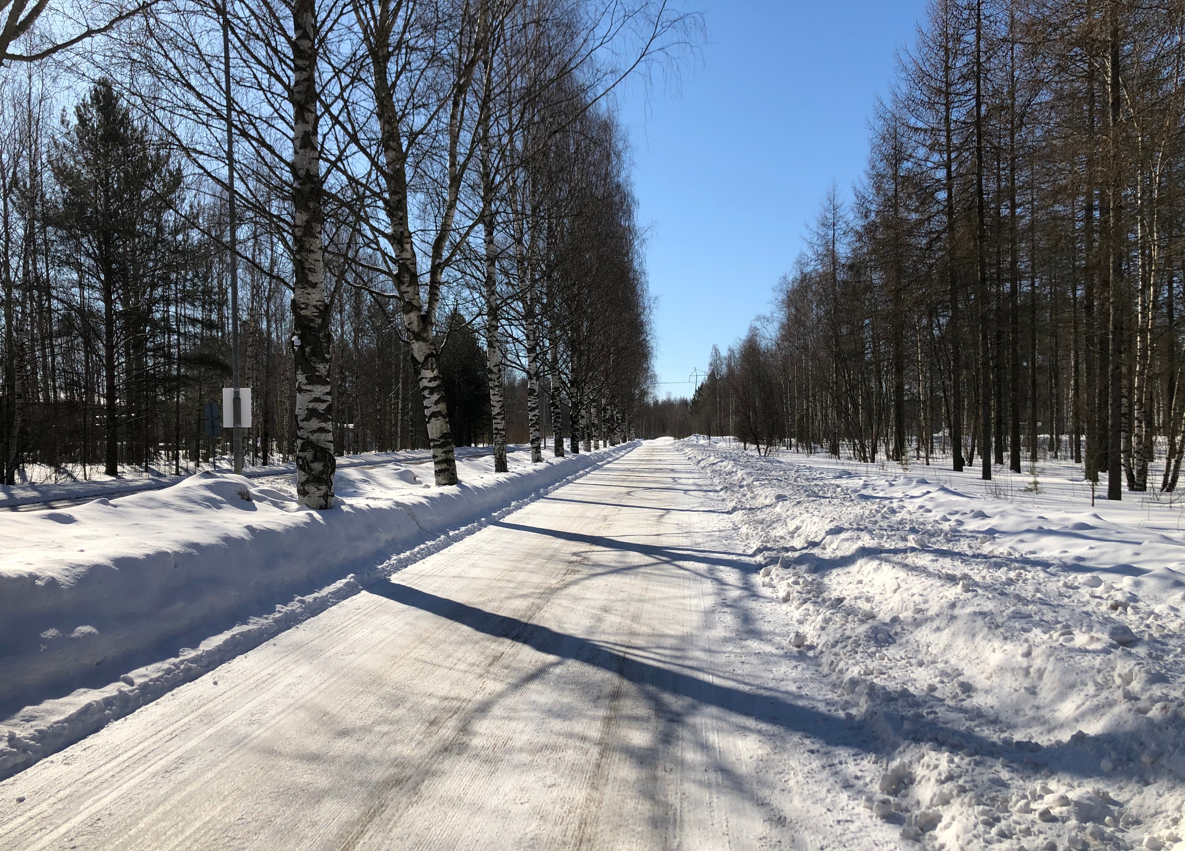 Koivurivin reunustama, hyvin aurattu pyörätie aurinkoisena päivänä.
