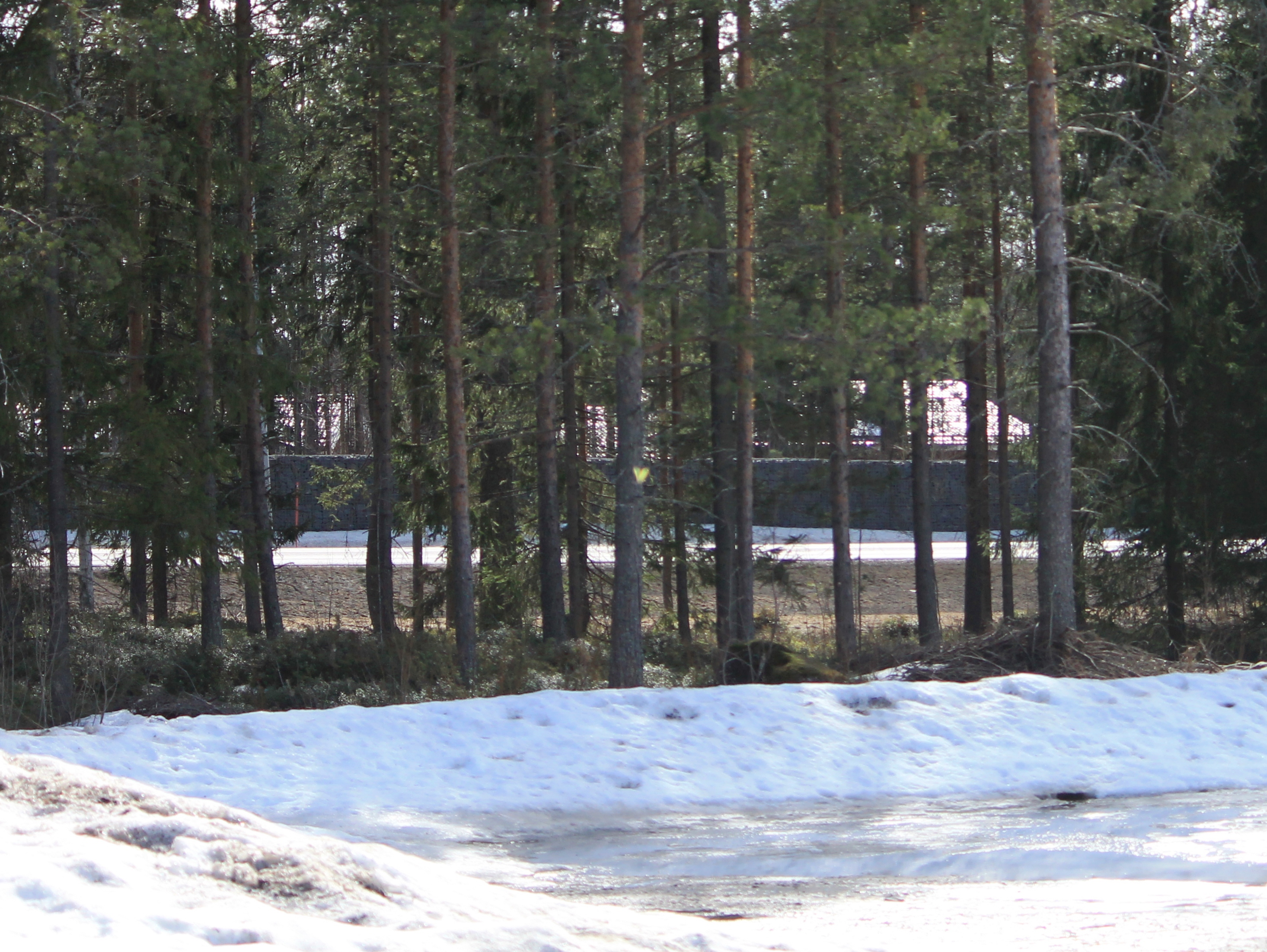 Epäselvä sitruunaperhosen hahmo lennossa. Taustalla mäntymetsää, tie ja meluvalli, edustalla lunta ja vettä.