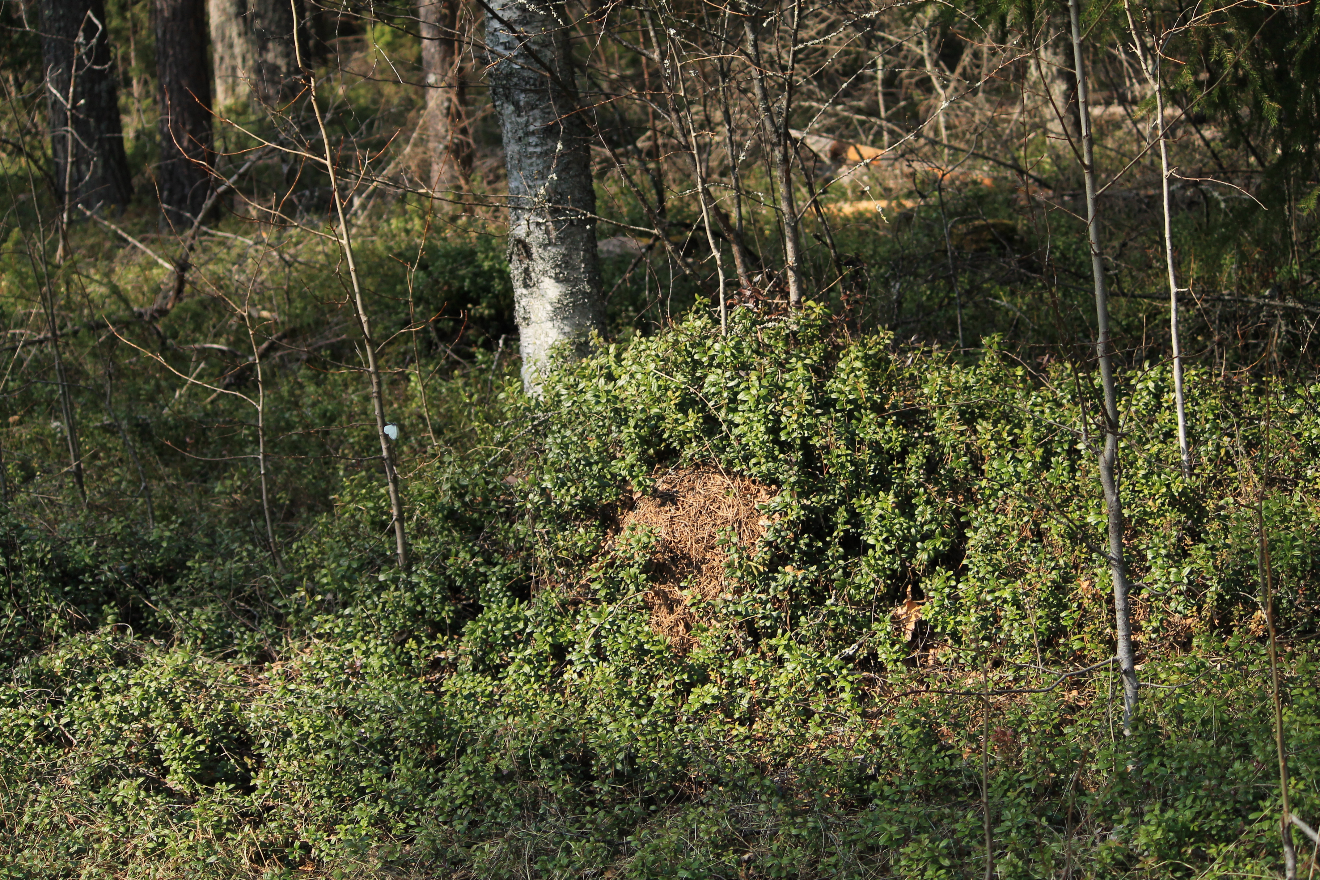 Marjavarpuinen metsänpohja. Ilmassa lanttuperhonen.