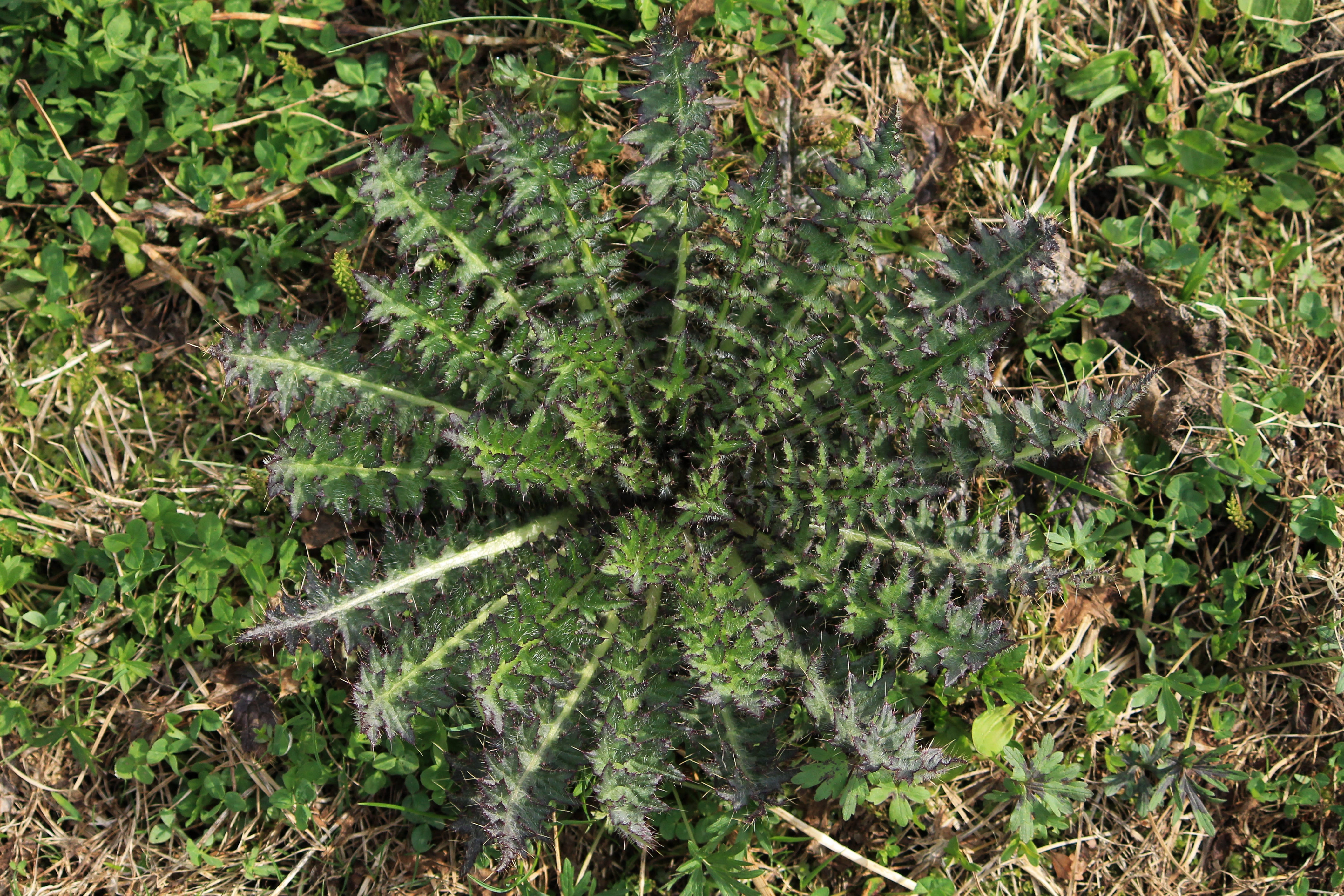 Kuva kohtisuoraan kasvin yläpuolelta alas: ohdakkeen piikikkäitä lehtiä kasvaa symmetrisesti keskipisteestä ulospäin.