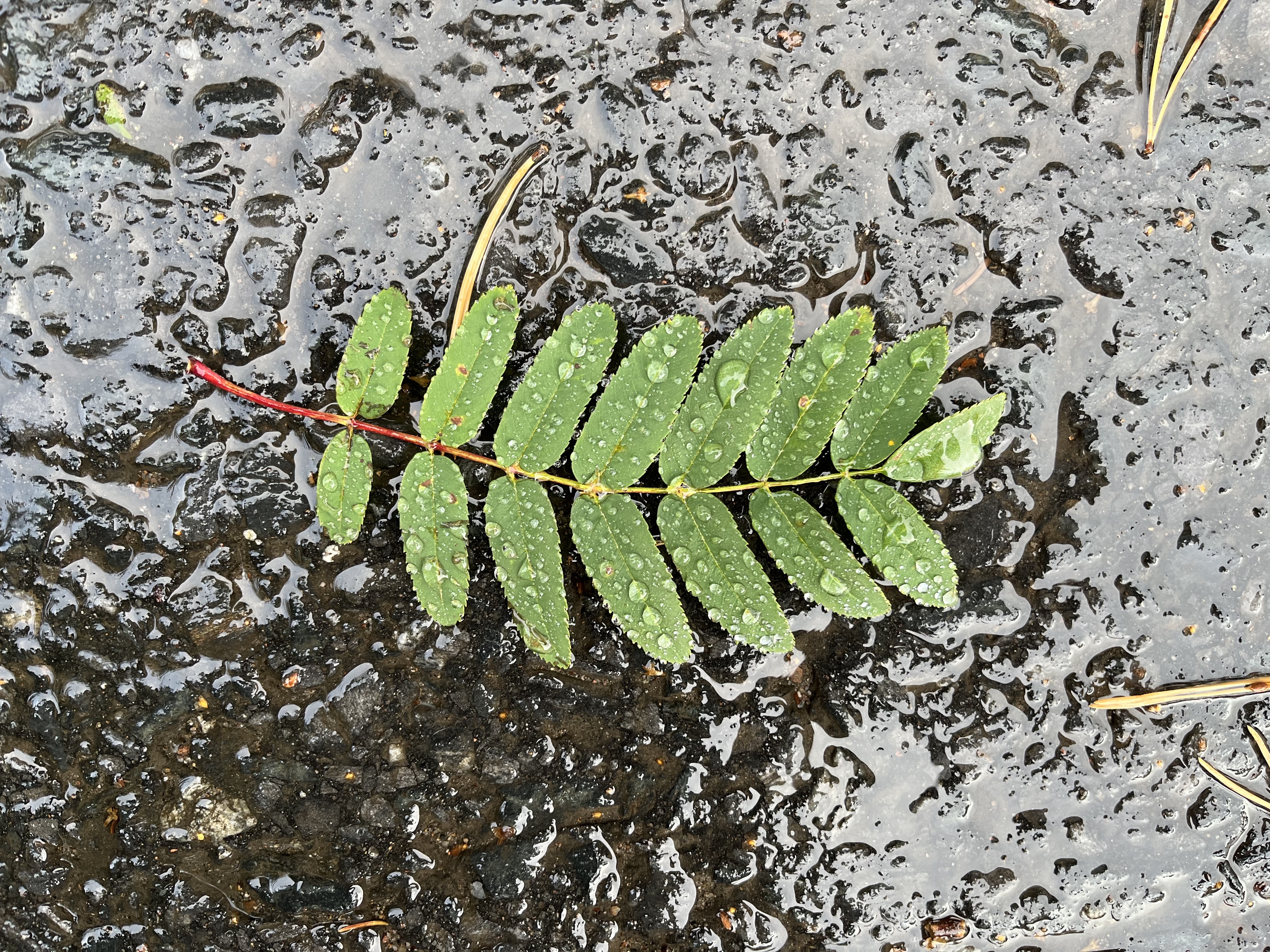 Märällä asvaltilla pihlajan oksan osin punaruotinen kärki, jossa kiinni sadepisaroiden koristelemia, vielä vihreitä lehtiä.