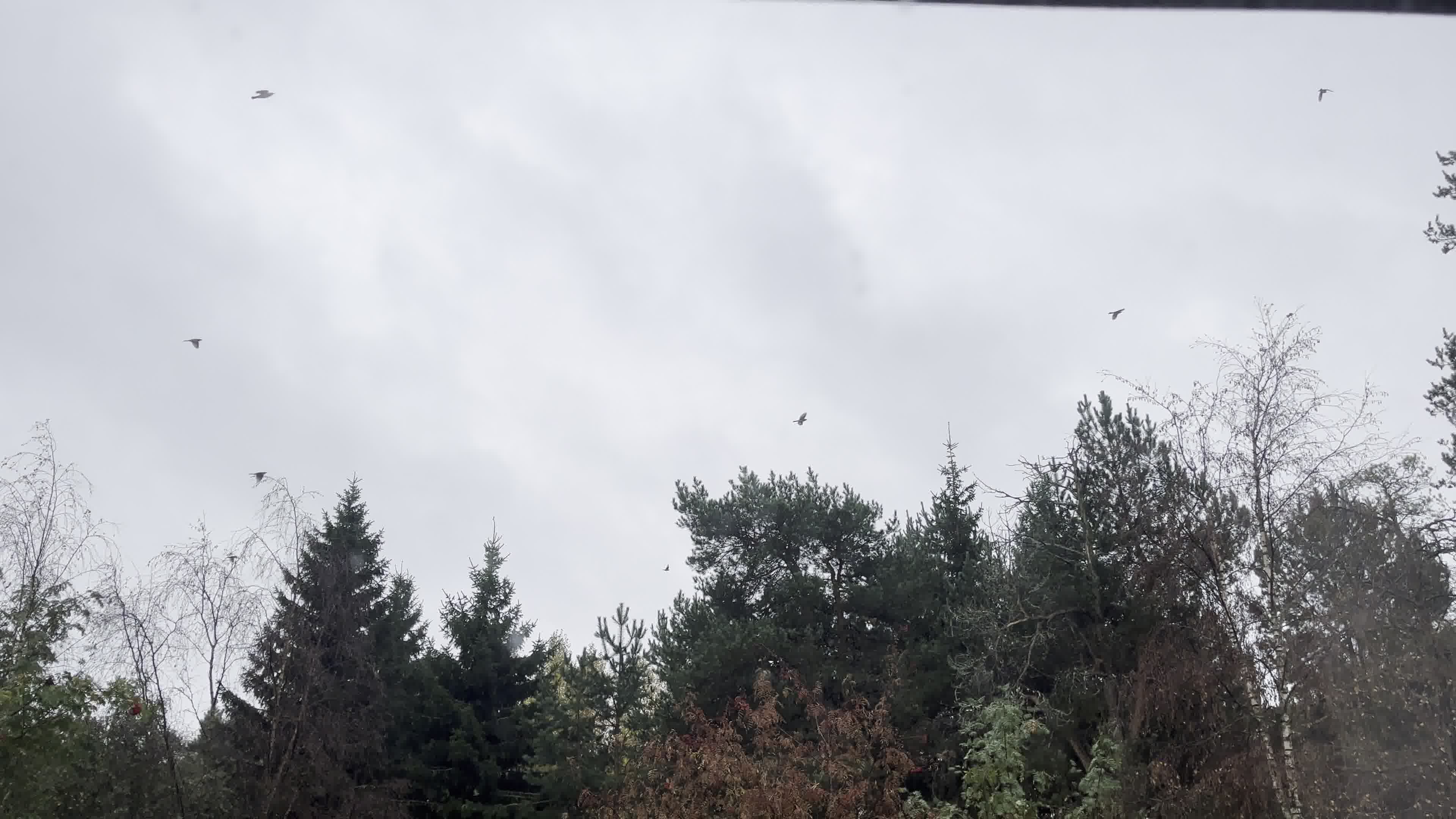 Sekametsän yllä lentäviä rastaita sateenharmaata taivasta vasten kuvattuna.