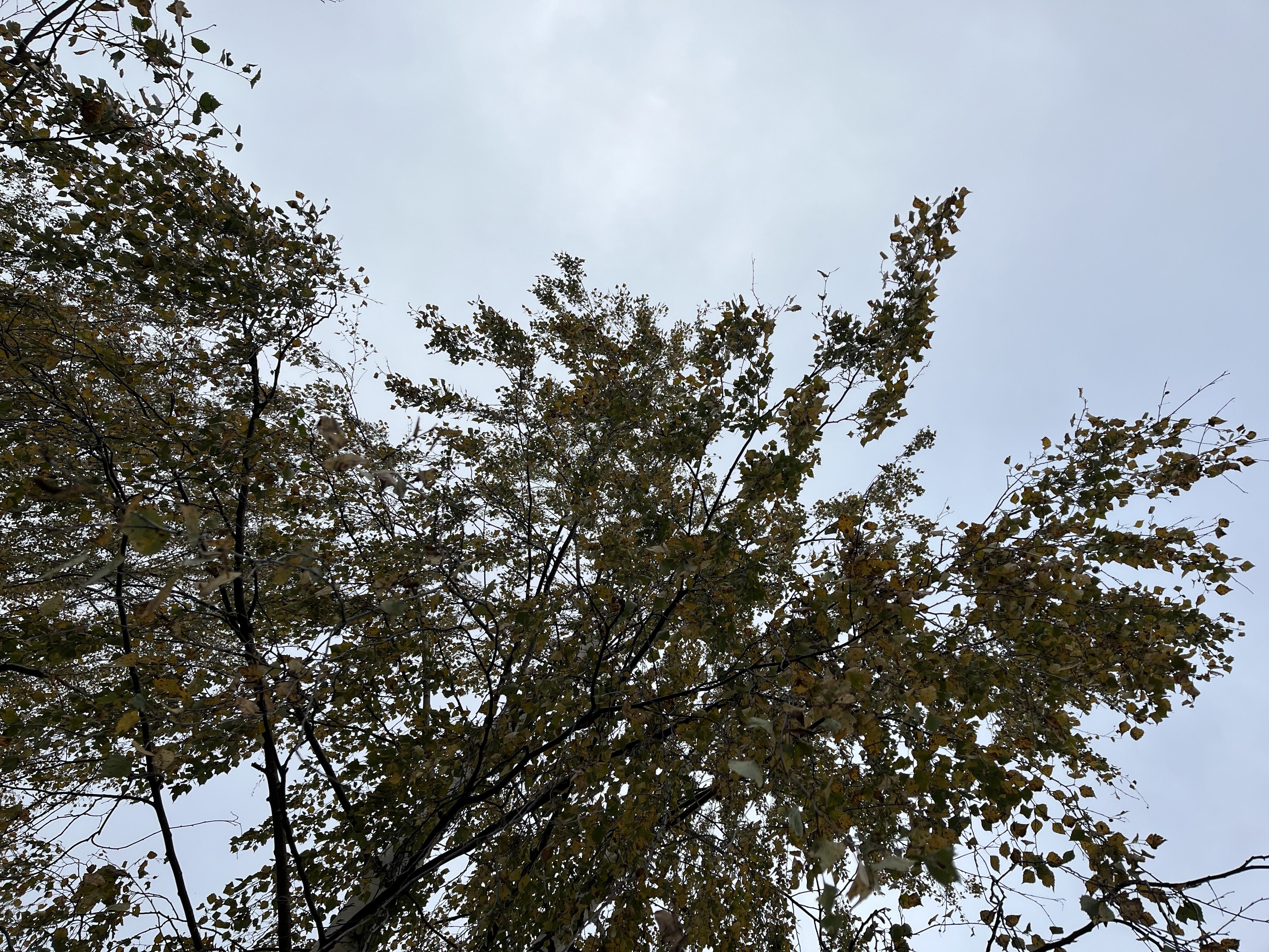 Syksyn kellastaman koivun oksia suoraan alapuolelta kuvattuna.