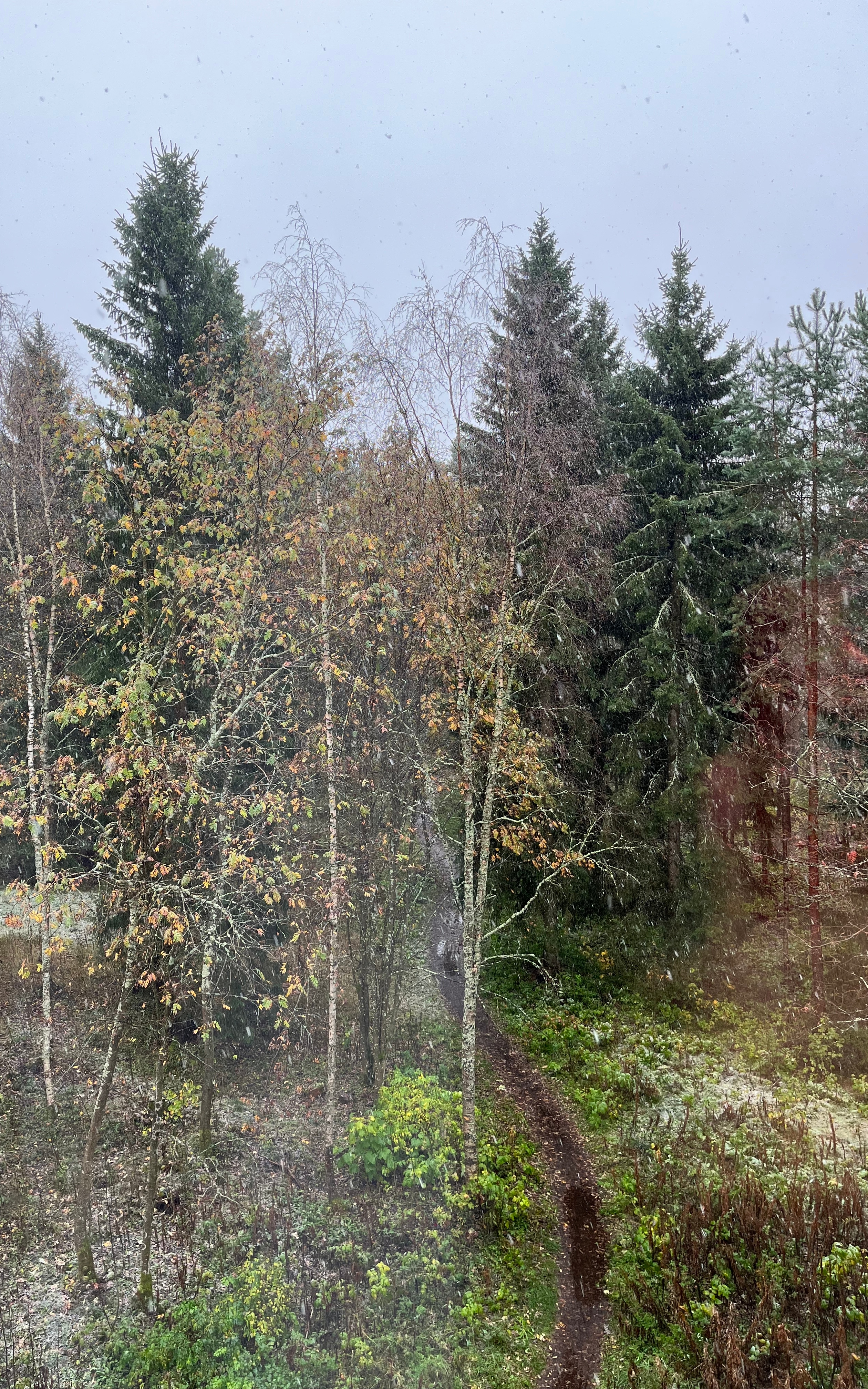 Lumisadetta syksyisessä sekametsässä, jonka halki kulkee polku.