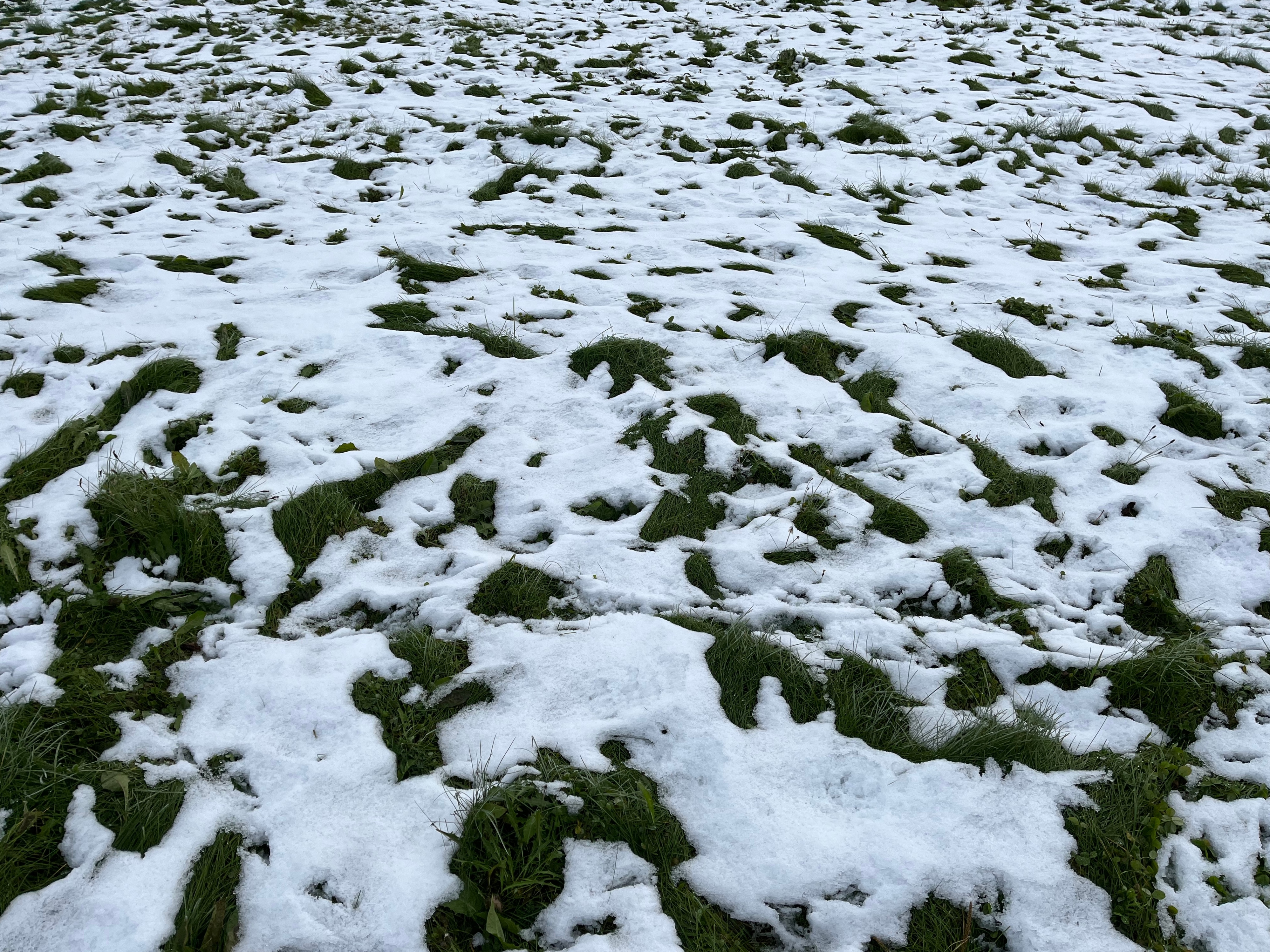 Ensilumen alle enimmäkseen peittynyttä, vapaana kasvavaa ruohikkoa.