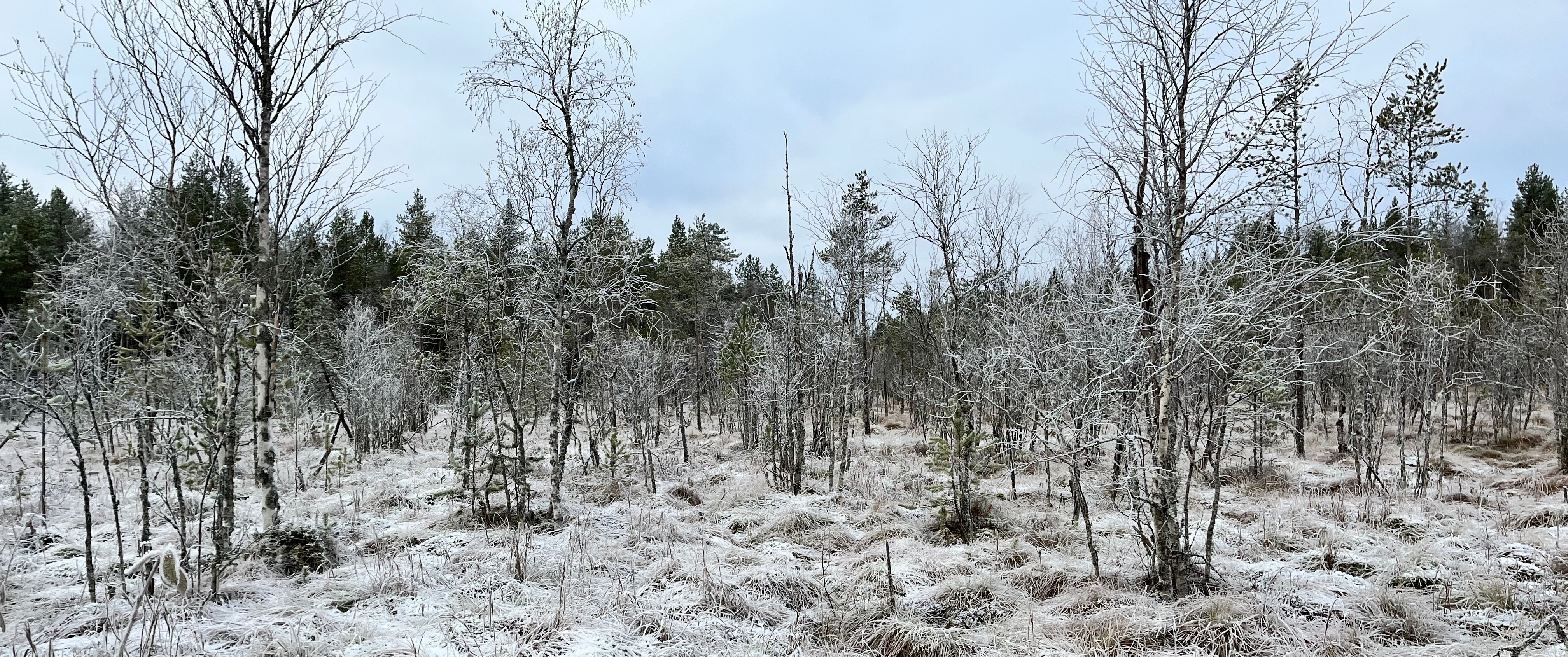 Jäätynyttä suokoivikkoa. Taustalla havumetsää.