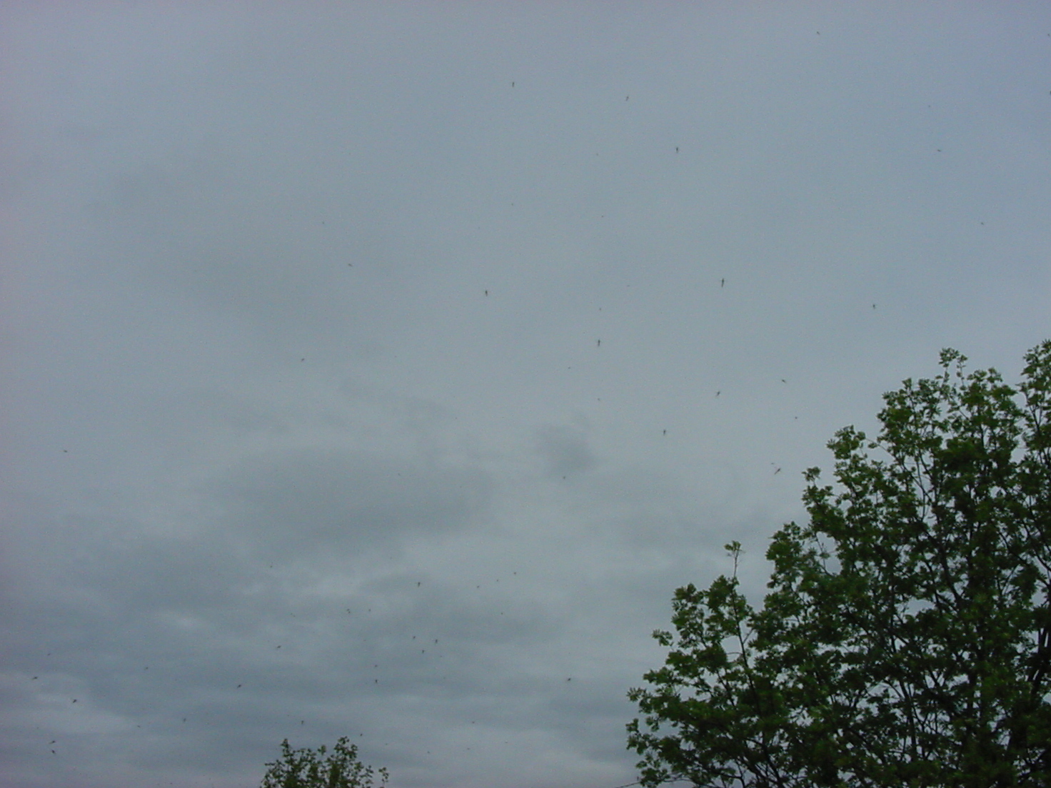 Parvi sudenkorennon näköisiä hyönteisiä lennossa, pilvistä taivasta vasten kuvattuna. Vasemmalla katuvalaisin, josta lähtee ilmajohdin kuvan vasenta yläkulmaa kohti.