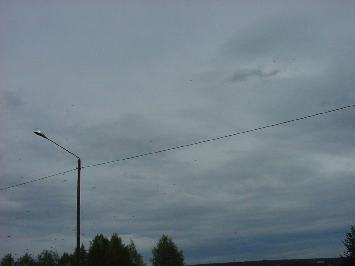 Parvi sudenkorennon näköisiä hyönteisiä lennossa kuvan oikealta vasemmalle, pilvistä taivasta vasten kuvattuna. Vasemmalla valaisinpylväs. Ilmajohdin kulkee vasemmalta pylvään kautta oikealle.