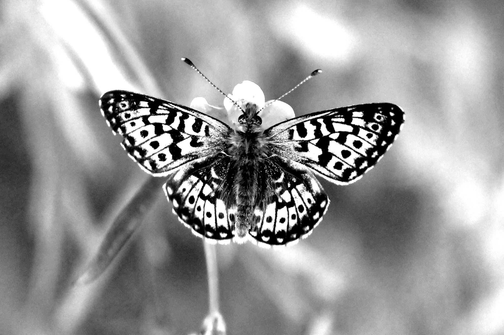 Mustavalkoinen kuva hopeatäplästä (Boloria sp.). Siipien pohjaväri on valkoinen, ja sen päällä on ruudukkomainen kuvio. Siipien ulkolaidoilla kussakin ruudussa on musta täplä.