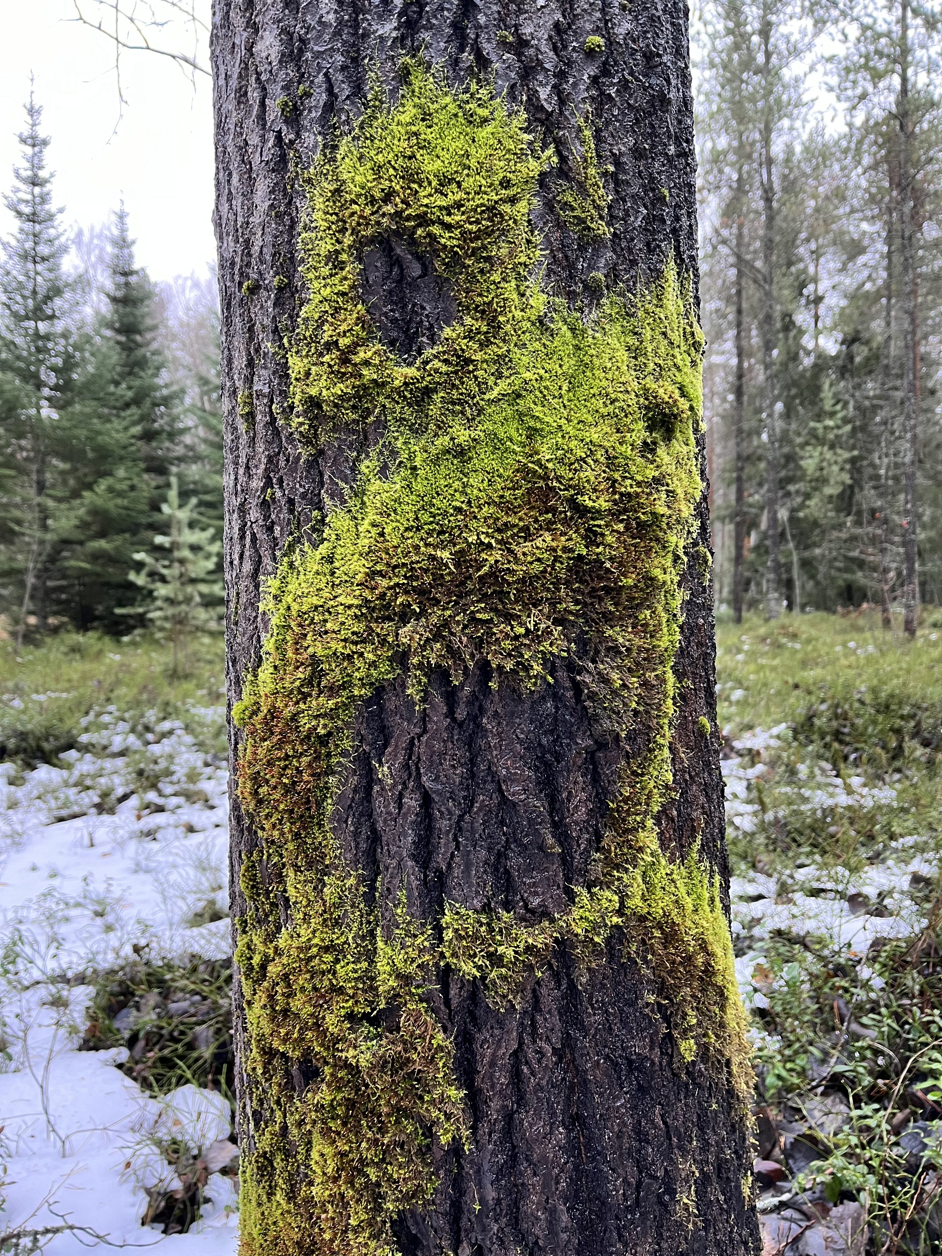 Männyn rungolla kasvaa vihreää sammalta muodossa, joka muistuttaa karrikoitua sammakon päätä (🐸).