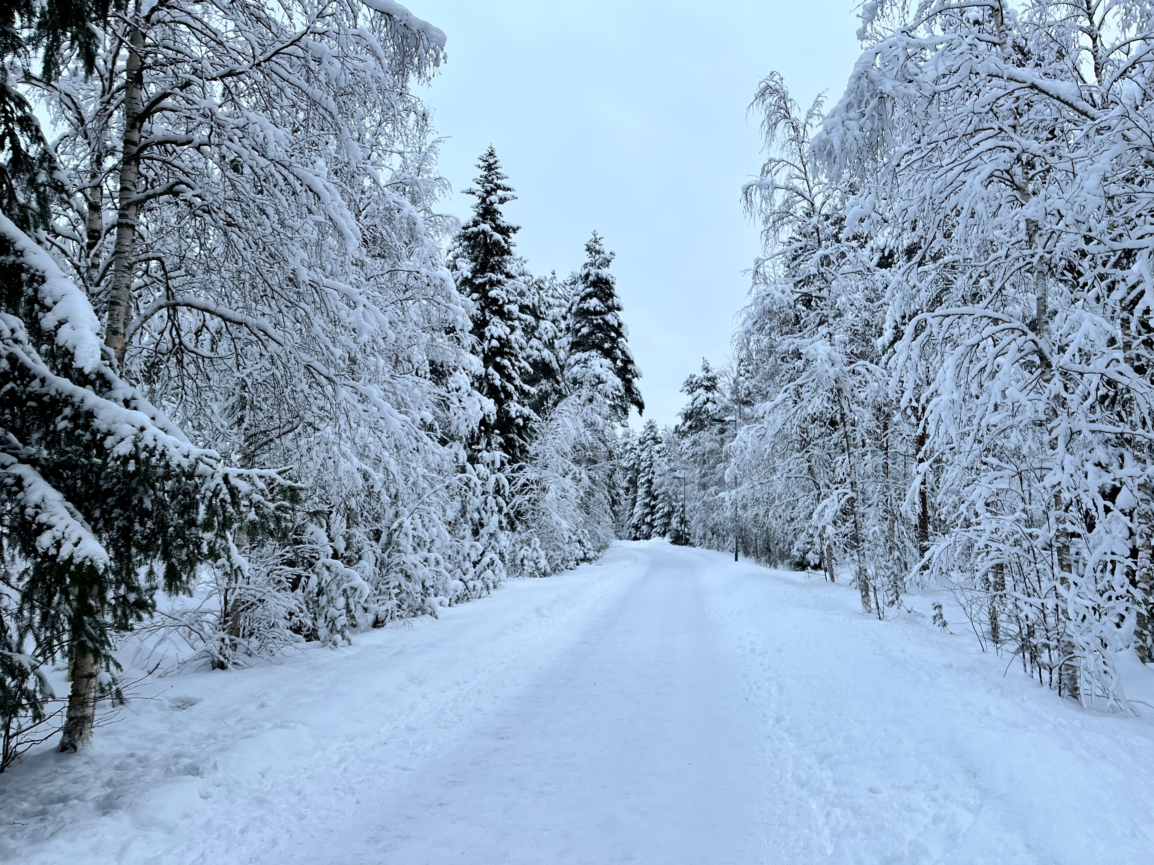 Kävelytie talvella, metsän keskellä. Puiden oksat notkolla lumen painosta.