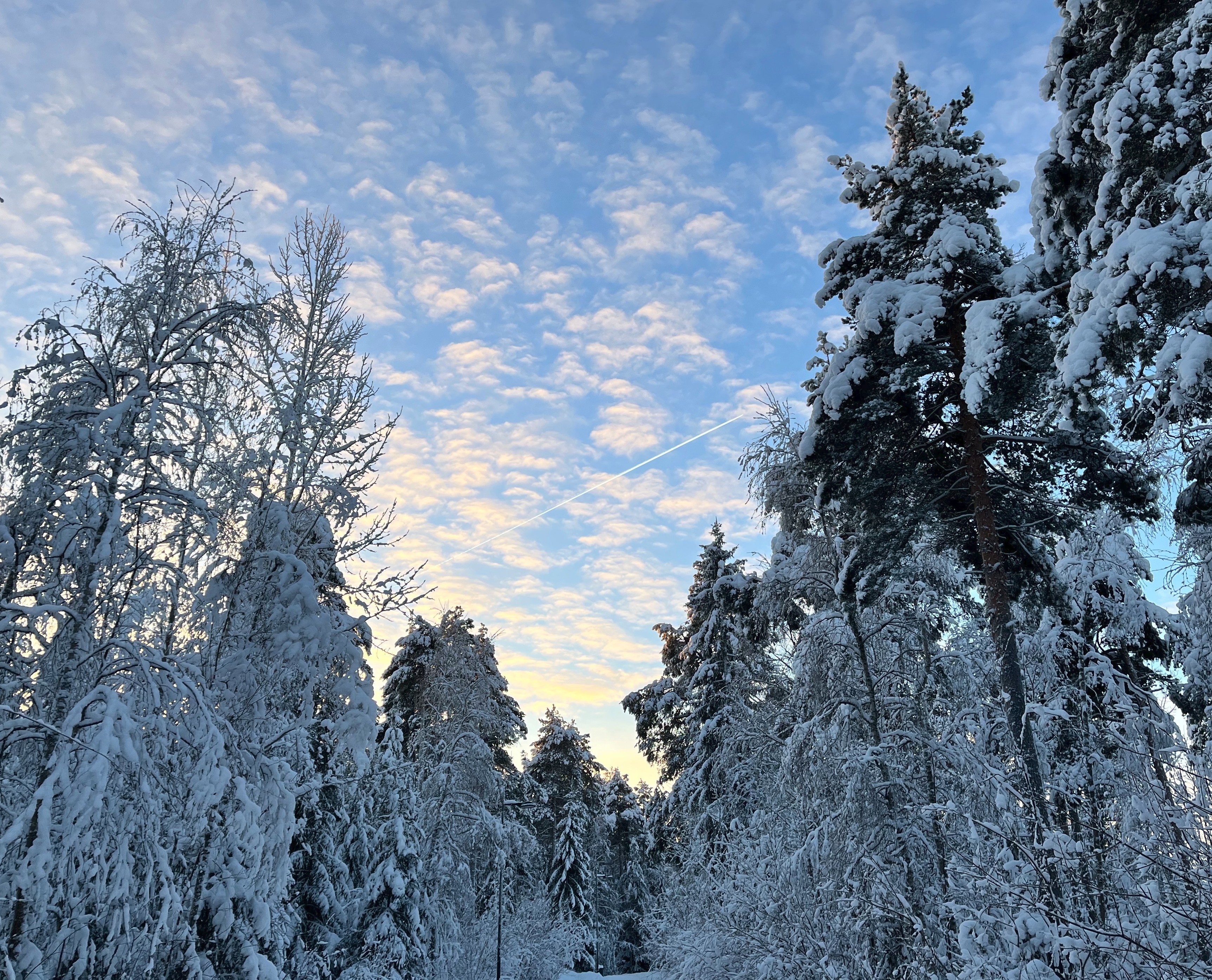 Lentokone piirtää tiivistymisjuovaa talvisella taivaalla, auringon kellertäviksi värjäämien pikkupilvien alla. Etualalla lumen painosta notkuvia puita.