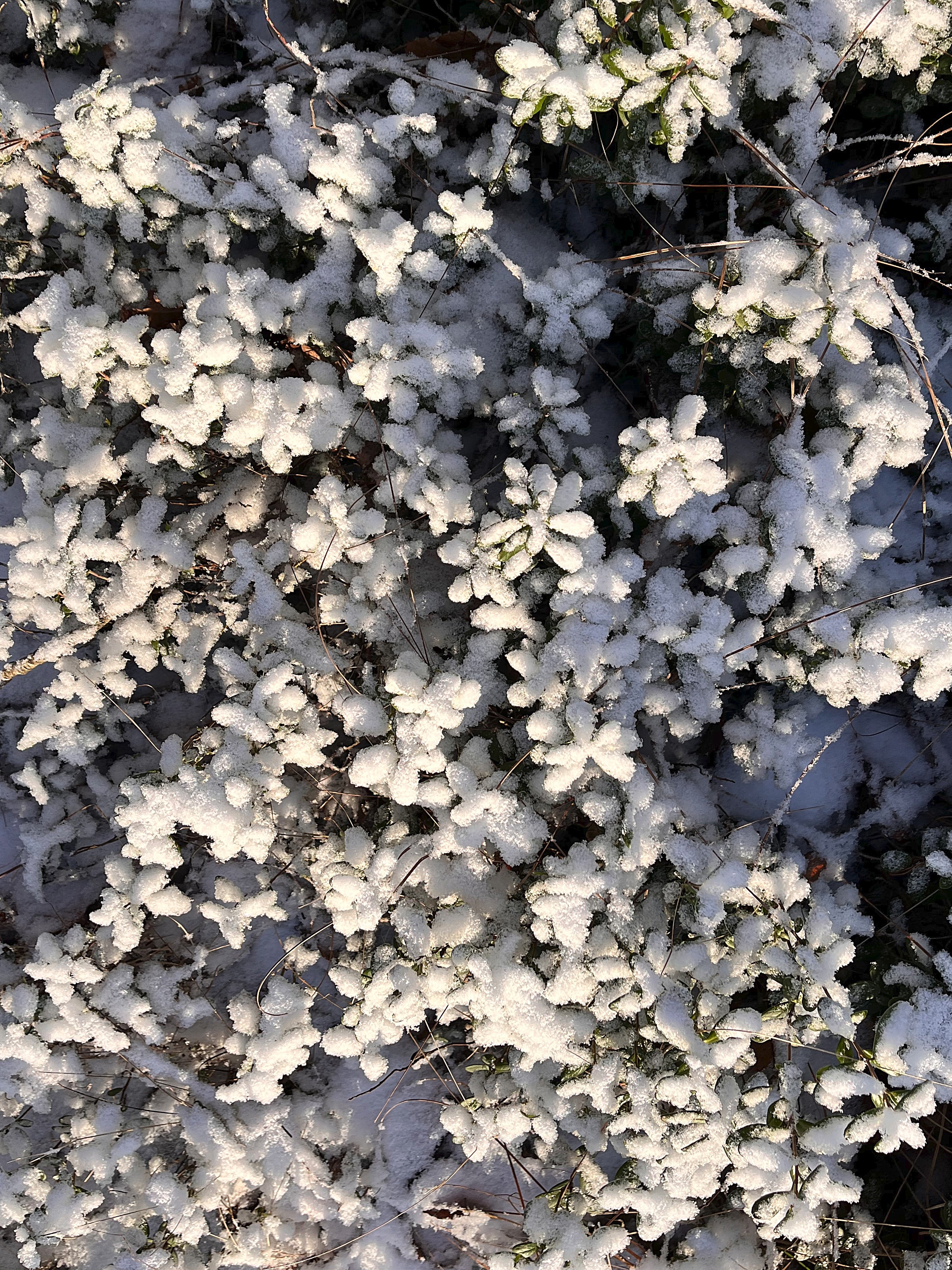 Lumen ja kuuran valkoisiksi värjäämiä puolukanvarpuja.